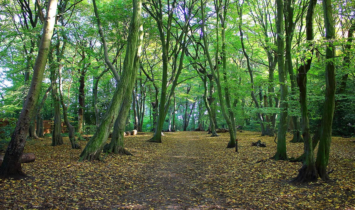 Countryside Walks With Your Dog, London | Berkeley Inspiration