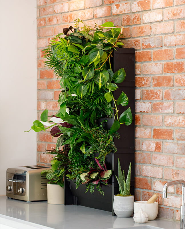 Berkeley Inspiration, Create an Indoor Garden, Green Walls