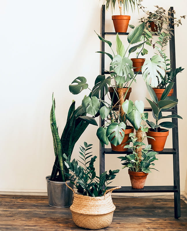Berkeley Inspiration, Create an Indoor Garden, Green Walls