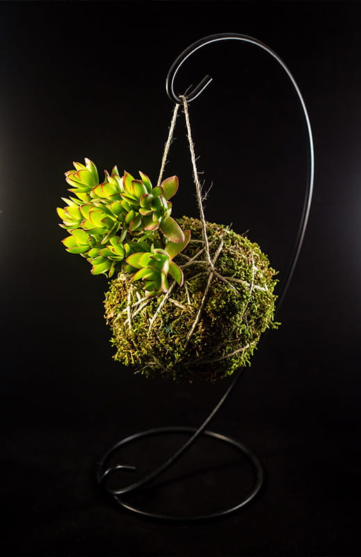 Berkeley Inspiration, Create an Indoor Garden, Kokedama