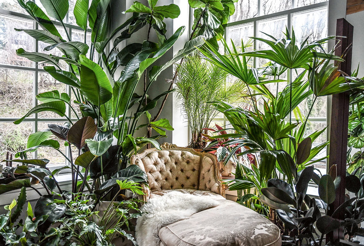 Berkeley Inspiration, Create an Indoor Garden, Make a Plant Throne