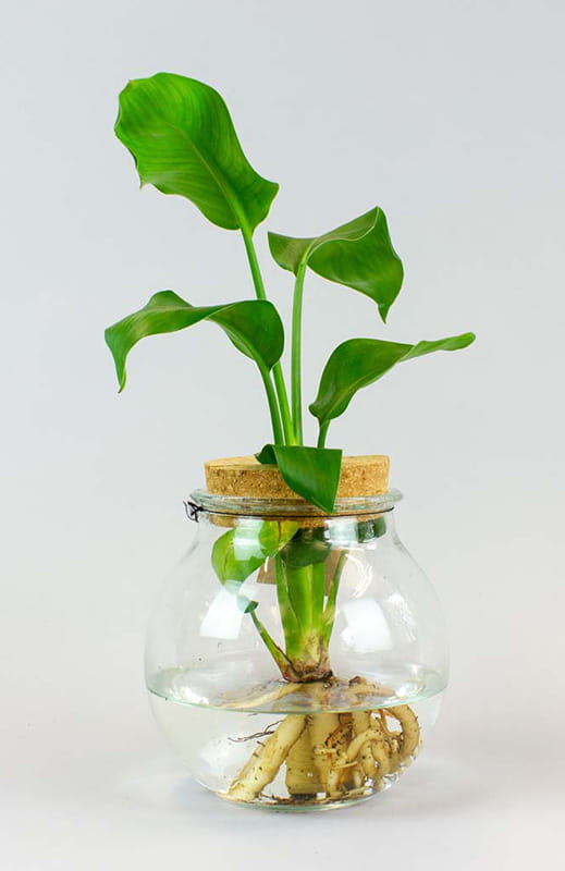 Berkeley Inspiration, Create an Indoor Garden, Mini Water Garden