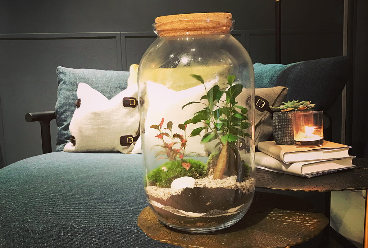 Berkeley Inspiration, Create an Indoor Garden, Terrific Terrariums