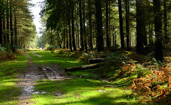 Picture of scenic views at The New Forest