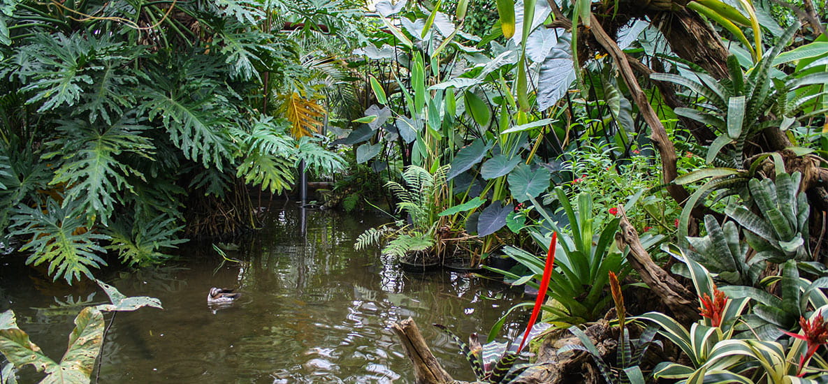 The Living Rainforest