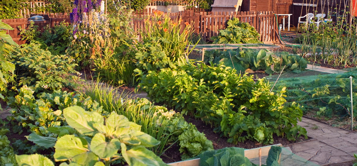 Image of crops being grown in own garden