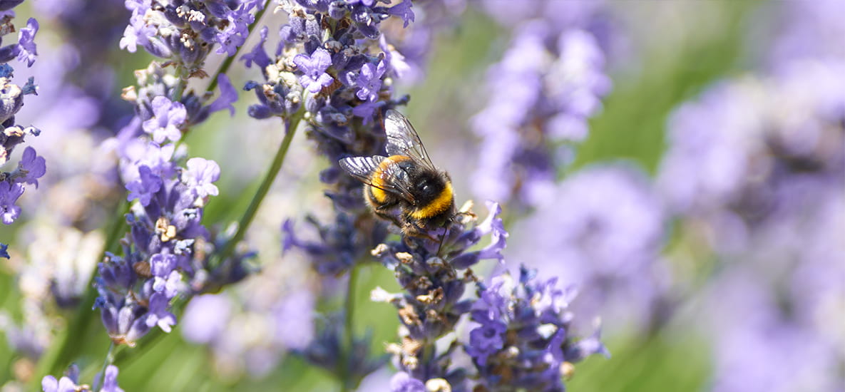 Image of bumblebee pollenating flowers