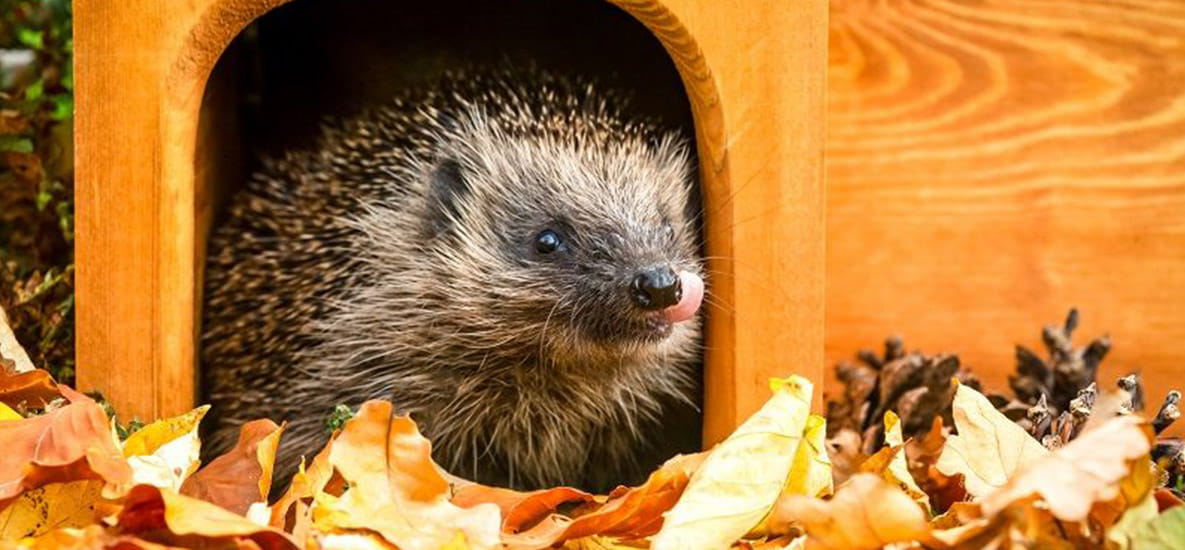 Image of hedgehog