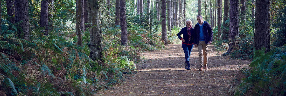 Wooded area in Hartland Village Country Park