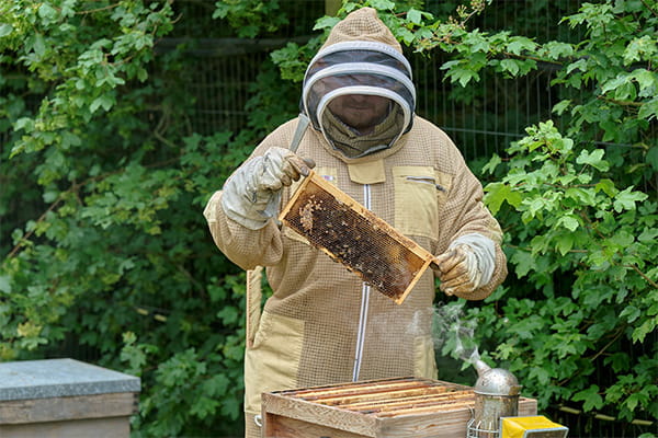 A beekeeper in bee suit, tending to a beehive for honey.