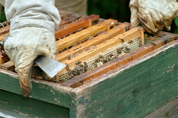 A beekeeper in bee suit, tending to a beehive for honey.