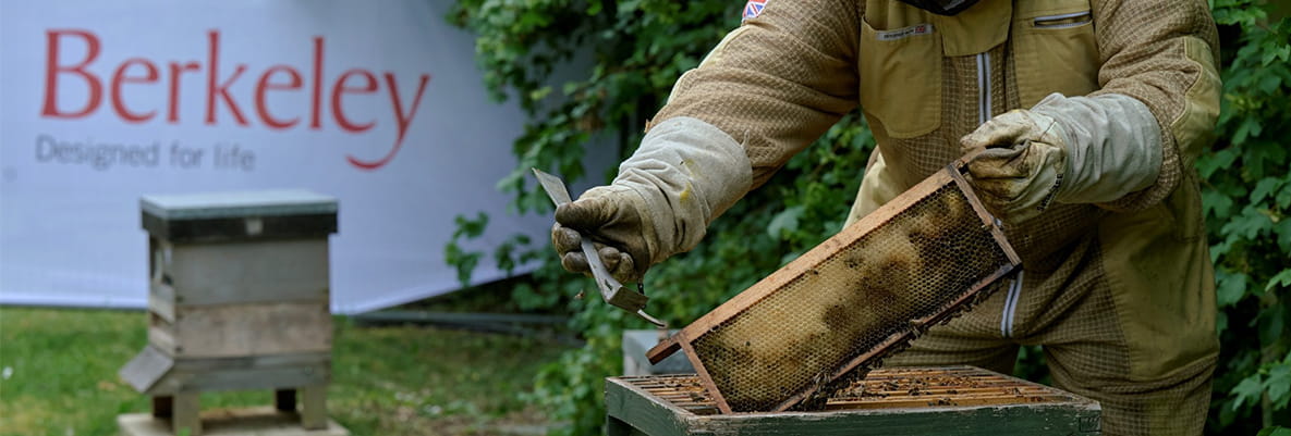 A beekeeper in bee suit, tending to a beehive for honey, Berkeley branding in background.