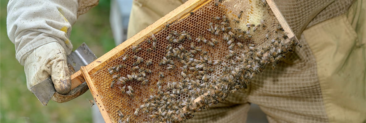 A beekeeper in bee suit, tending to a beehive for honey.