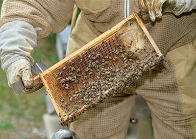 New Honeybee Colony Supports Biodiversity at Highcroft Wallingford