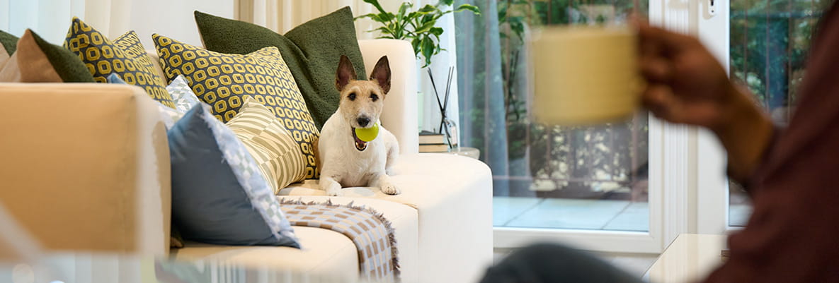 An image of the dog laying on the sofa in the apartment