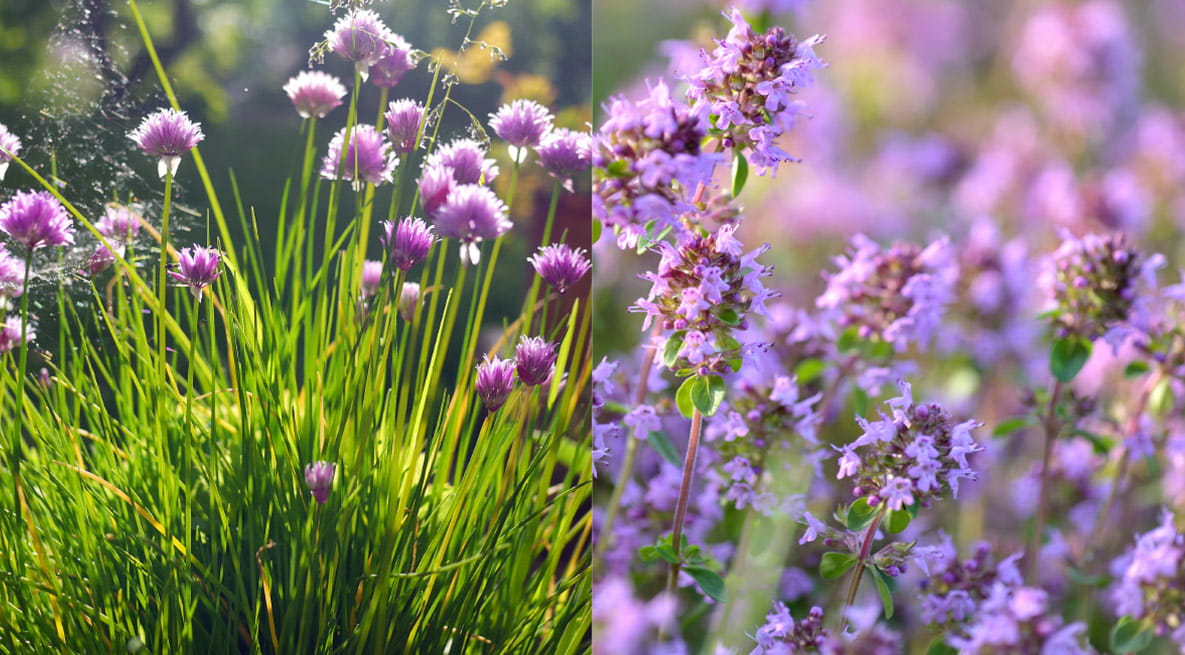 An image of chive and oregano leaves