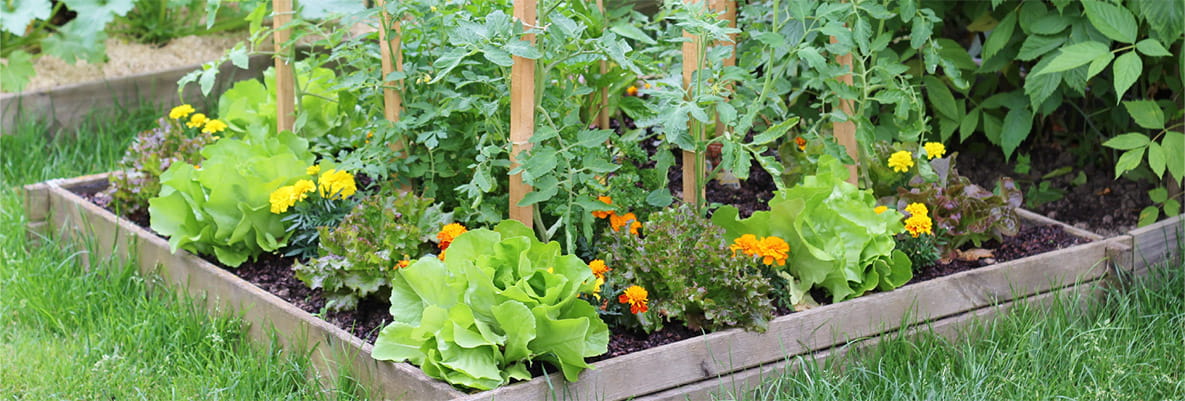 An image of a plant bed with blooming flowers and vegetables