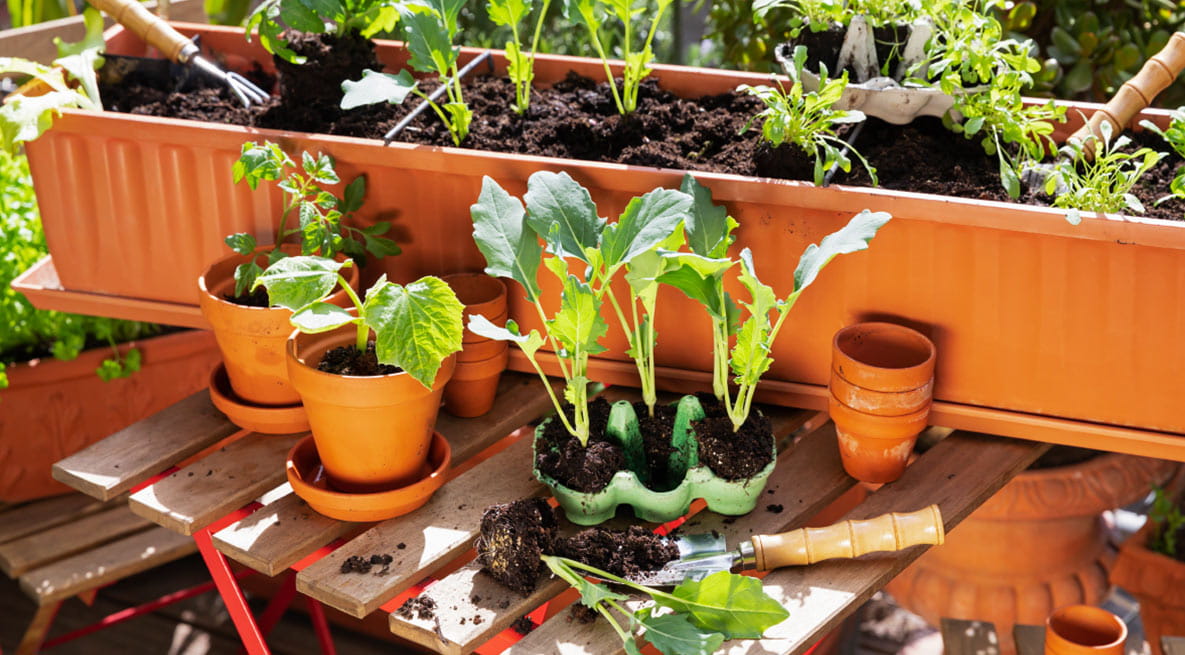 An image of vegetables being grown