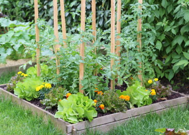 How to Create a Kitchen Garden