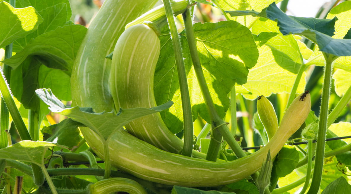 An image of tromboncino squash
