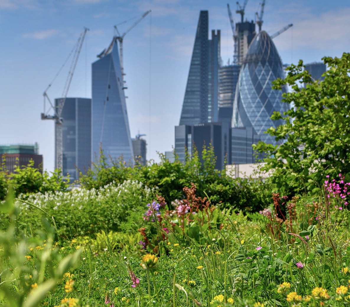 How to Create a Wildlife-friendly Garden - Roof Garden at Goodman's Fields