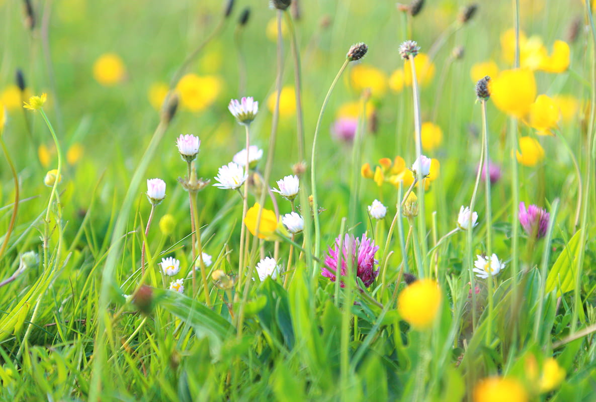 How to Create a Wildlife-friendly Garden - Nature-friendly Lawns