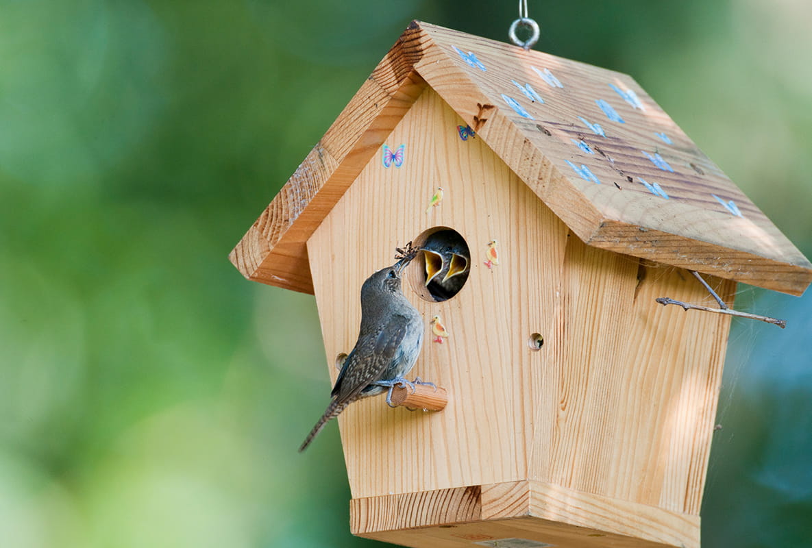 How to Create a Wildlife-friendly Garden - Places for Nesting and Roosting