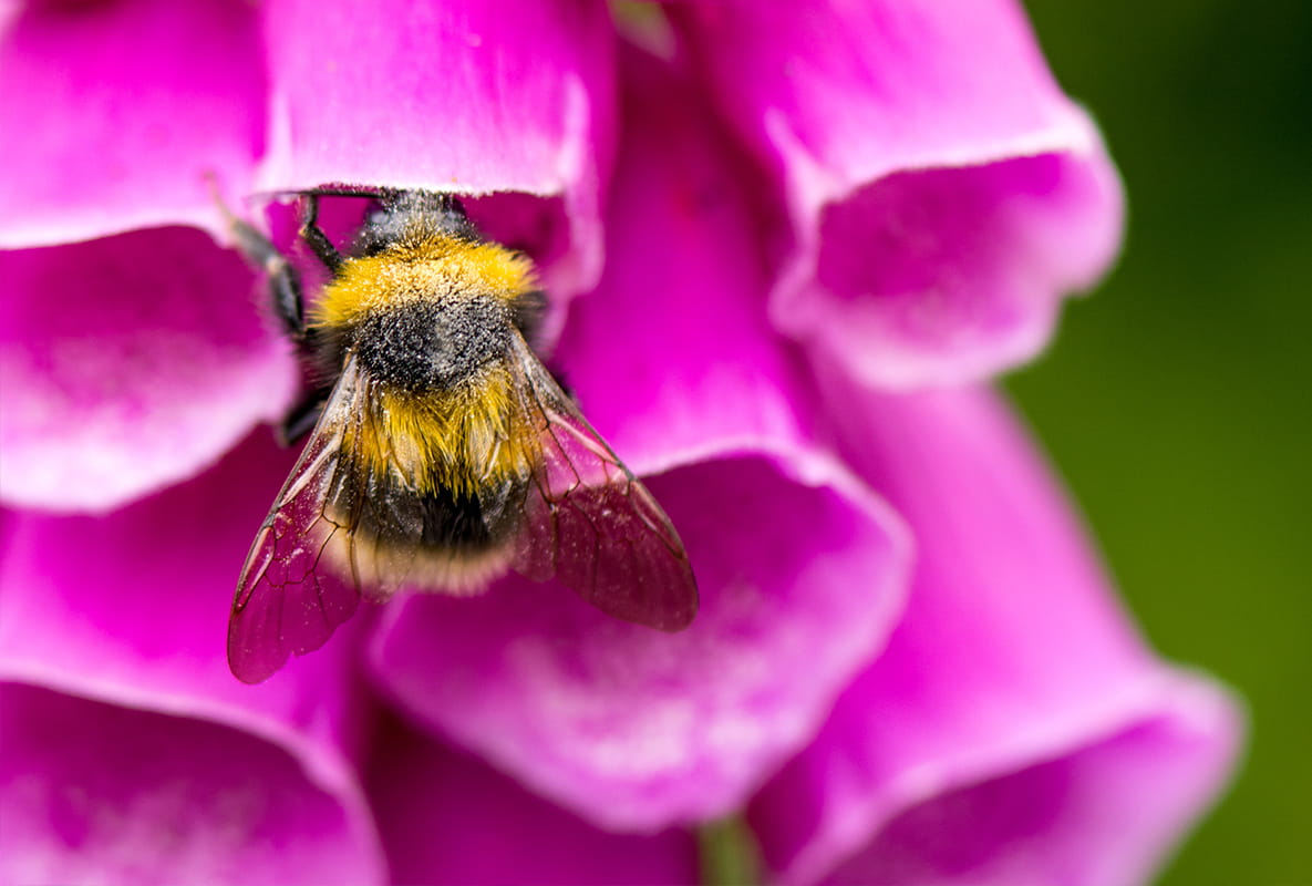 How to Create a Wildlife-friendly Garden - Pollinator-friendly Planting