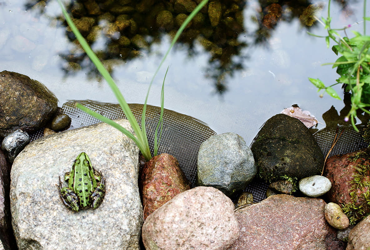 How to Create a Wildlife-friendly Garden - Think Wildlife