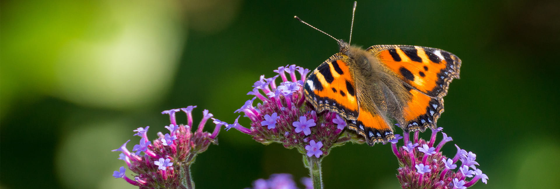 How to Create a Wildlife-friendly Garden - Header Image