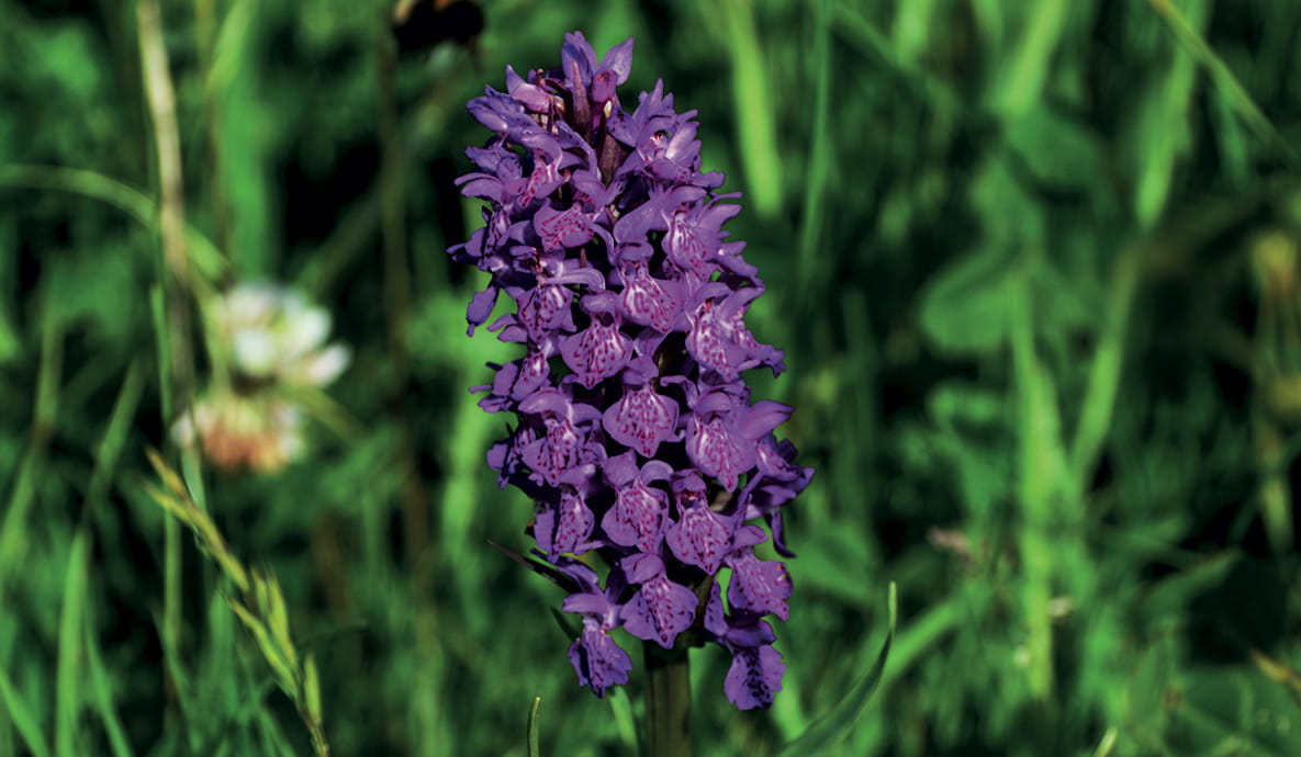 A bee hovering over a purple flower.
