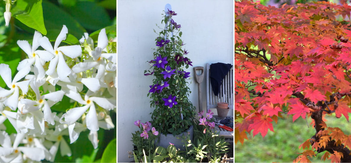 Fragrant star jasmine, Clematis Duchess of Cornwall and Japanese maple tree