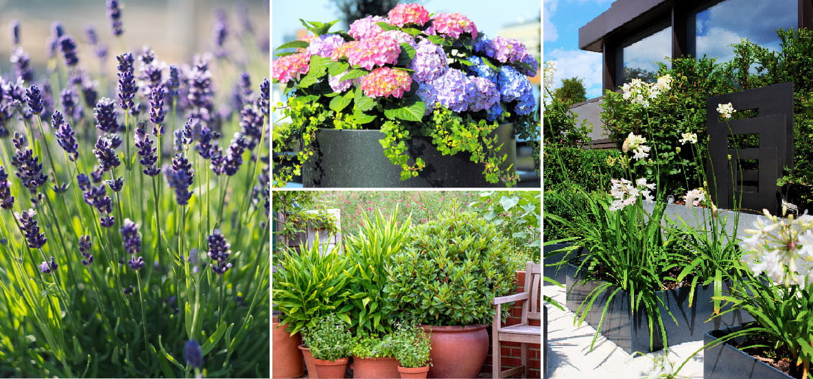 A montage of Flowers