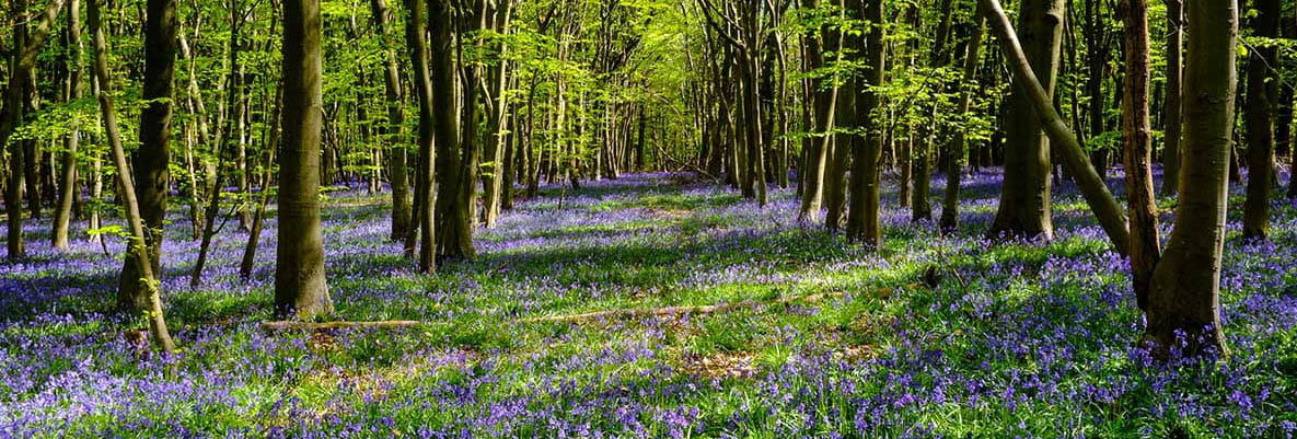 A forest scene with tall trees and a carpet of bluebell flowers covering the forest floor.