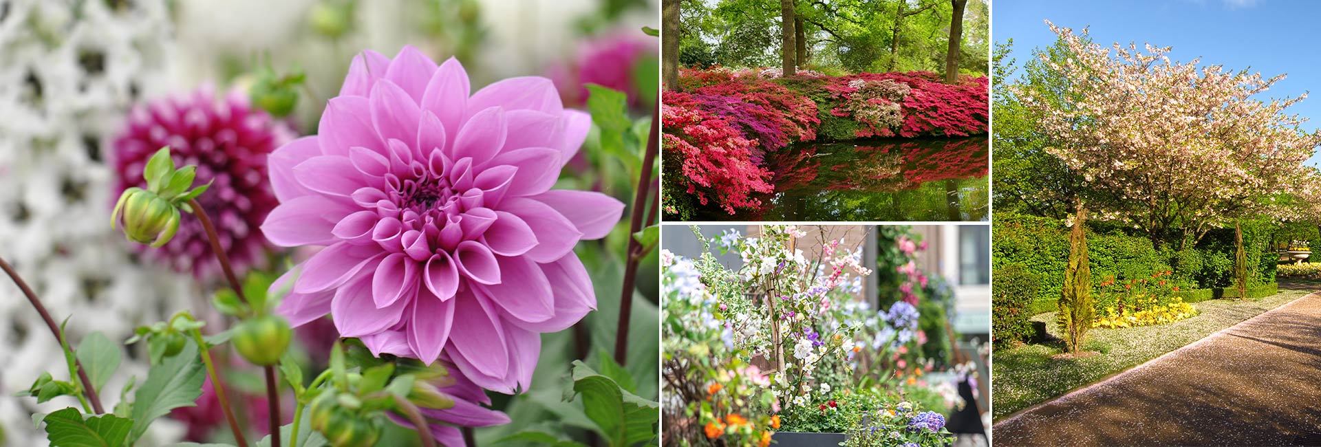 Header image montage with 4 images of bright coloured flowers