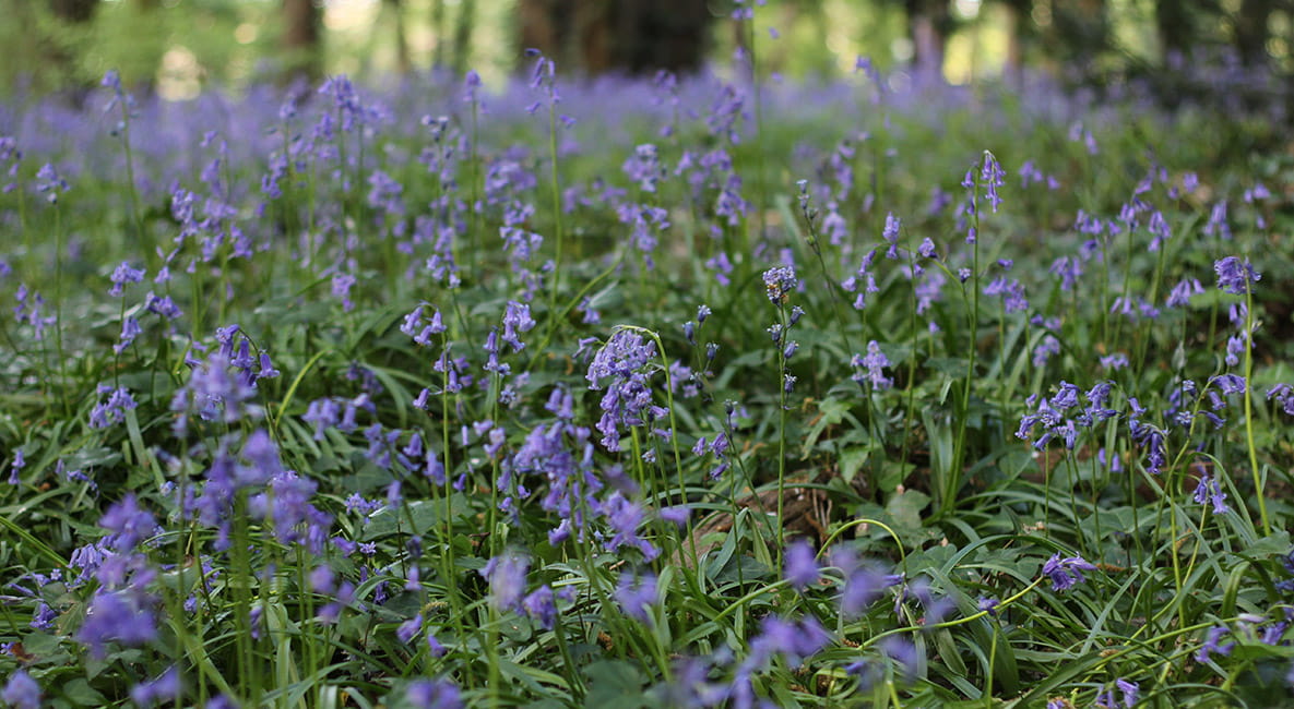 Close up image of flowers in Highgate Wood