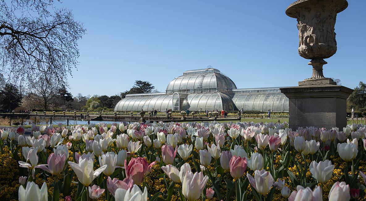 Field full of flowers with Kew Gardens building in the background