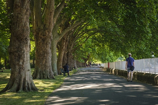 Large trees and arching branches with foliage shading a footpath with people walking along.
