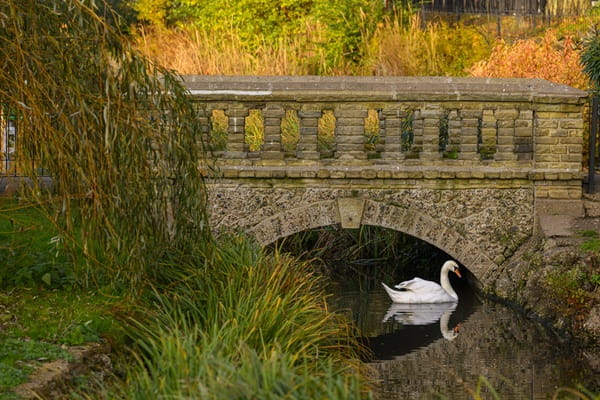 A stone bridge spanning a narrow, overgrown stream or canal, with a swan swimming by.