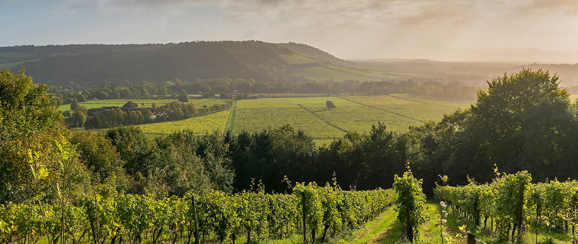 A photo of the Surrey hills, showing vineyards, fields, and meadows in the bright morning sun.