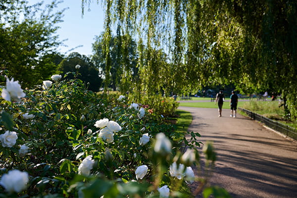 Blooming flowers beside a path in Regents park