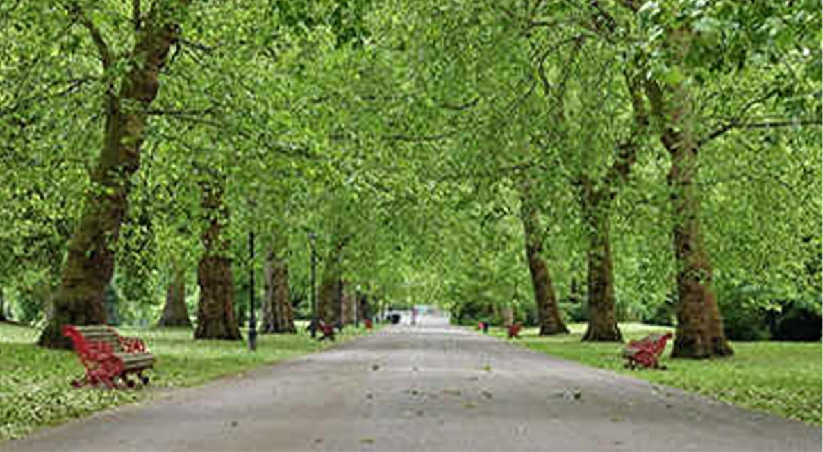 Blooming trees on either side of a pathway in Battersea Park.