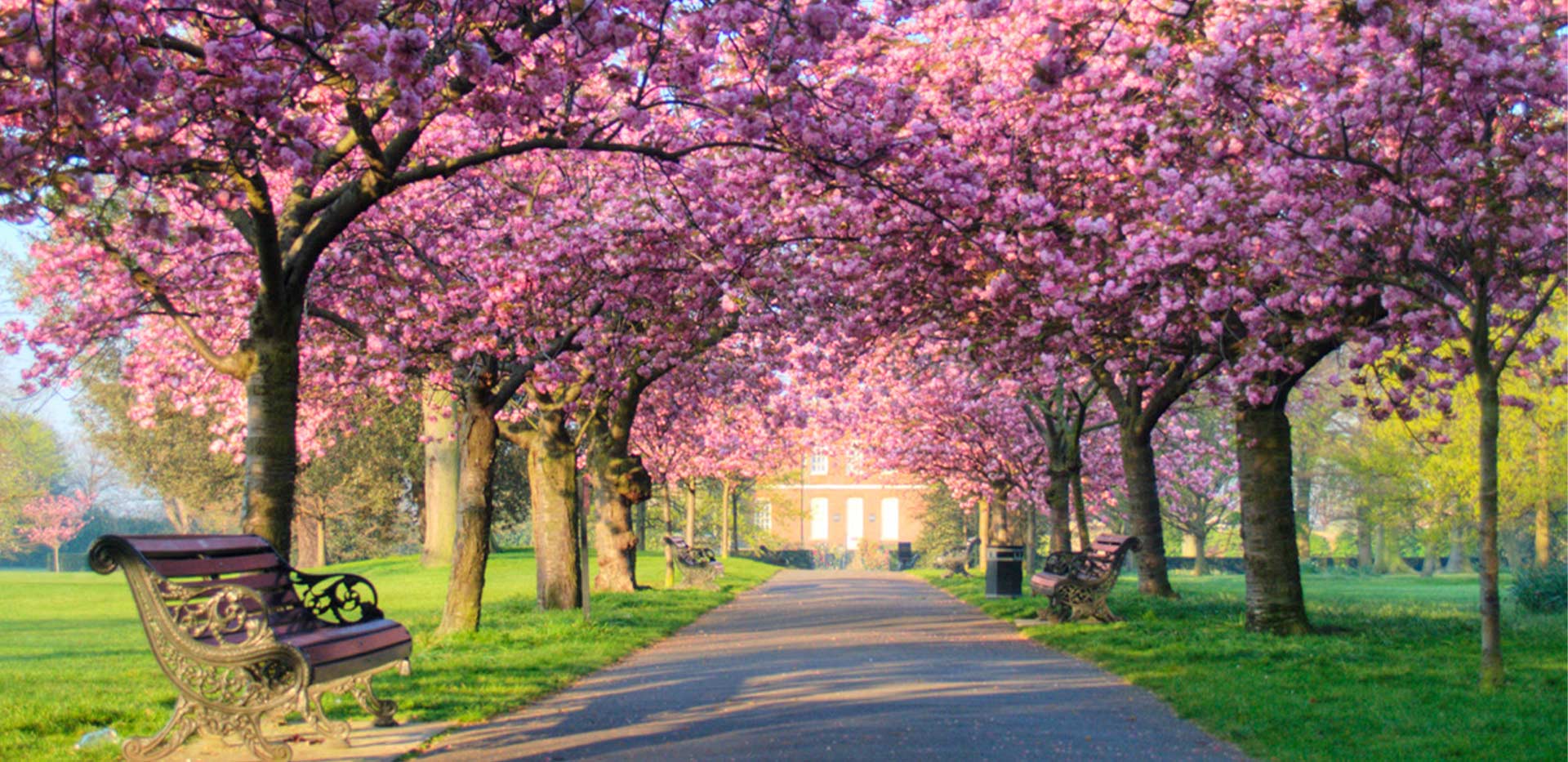 Pink blossom trees on either side of the pavement in Greenwich Park.