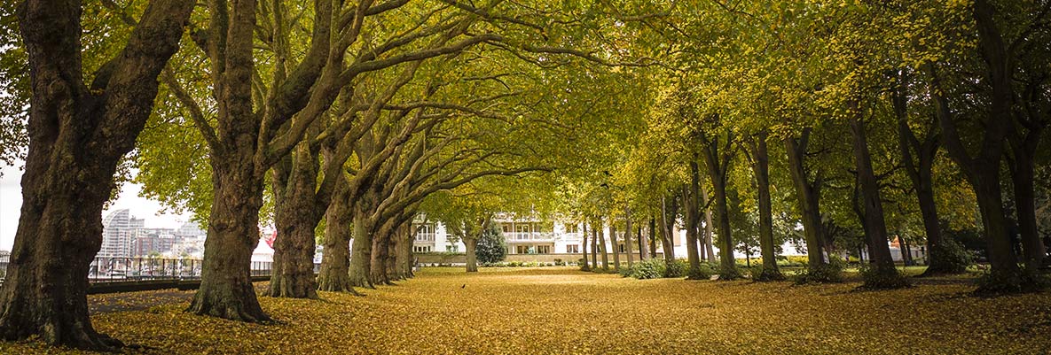 An image of trees creating a walkway