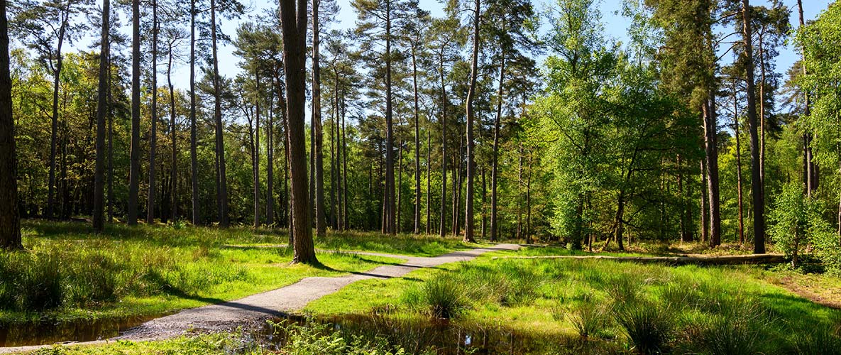 An image of Hartland Country Park