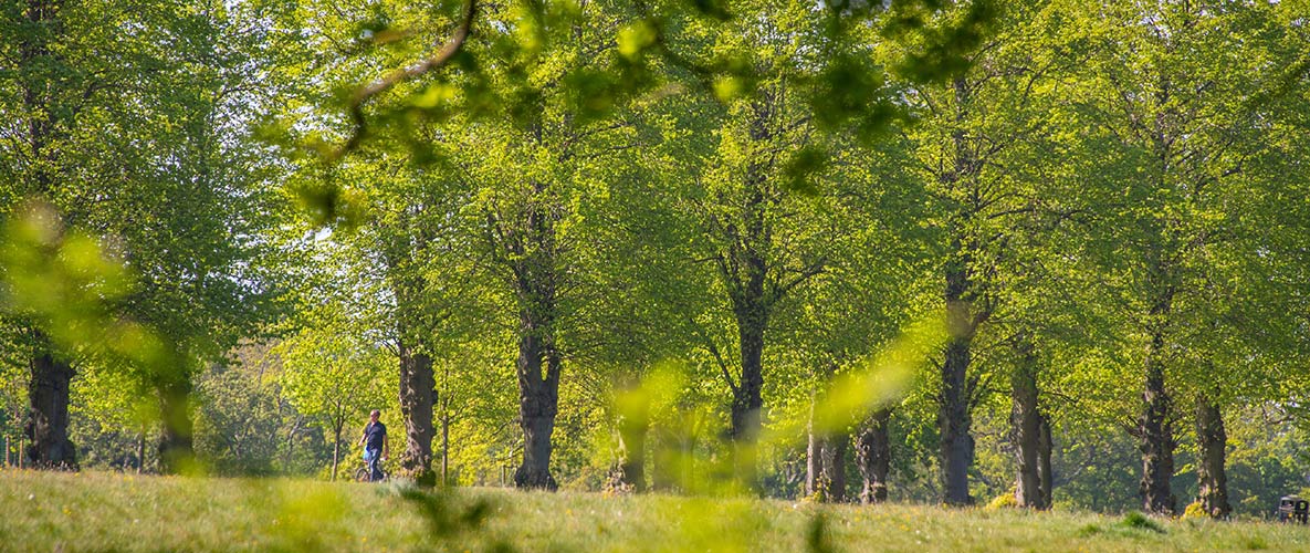 An image of Trent Country Park
