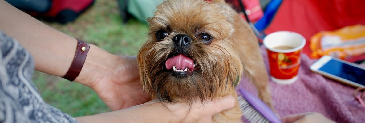 A puppy being groomed.