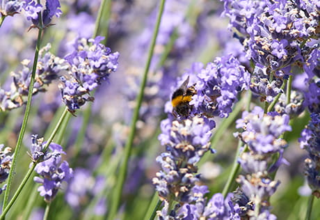 Highcroft Carouse Image 1