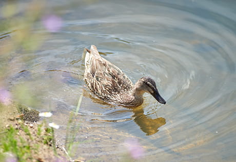 Highcroft Carouse Image 1