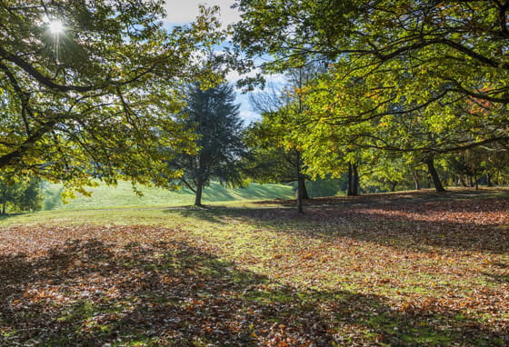 A grassy area with trees and a hill at a country park in Ascot